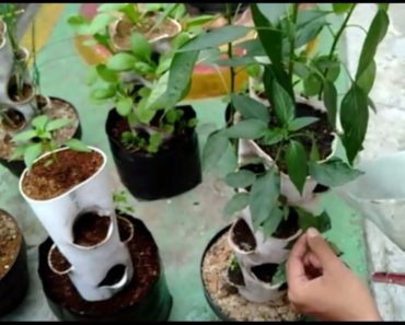 Small Space, Vertical Vegetables Garden Ideas Using PVC pipe