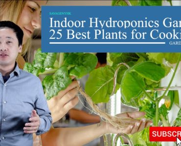 Quick Guide: Indoor Hydroponic Gardening (25 Best Plants for Healthy Cooking)
