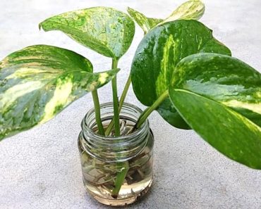 Grow money plant from single leaf , Grow indoor