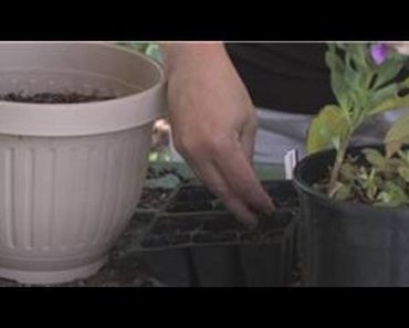 Flower Gardening : How to Grow Calendula