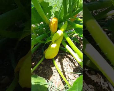 Grow Your Own Summer Squash  | Gardening for Beginners