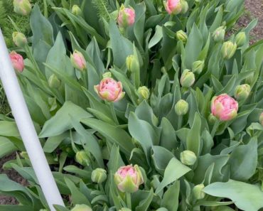 ☔️ Rainy April Day: Cut Flower Garden Update April 2022 ☔️