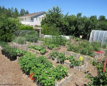 Vegetable Garden Tour #2 (June): Everyone Can Grow a Garden (2021) #27