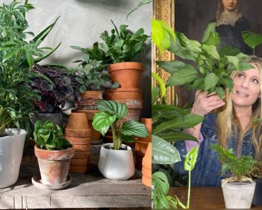 Pick the Perfect Pot for Your Plant! | A Beginner's Guide