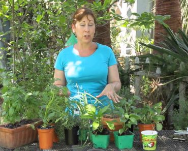 5 Vegetable Garden Tips for an Abundant Harvest : Garden Space