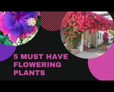 5 must have flowering plants for gardening beginners. #gardeningtips  #gardeningforbeginners