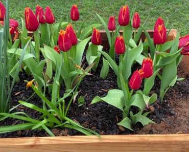 DIY Gardening For Beginners| Starting a Flower Garden| Vigoro Elevated Cedar Wood Garden Bed| Review