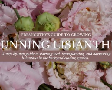 How to Grow Lisianthus for the Cut Flower Garden