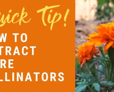 Planting Companion Flowers in Your Vegetable Garden | Quick Beginner Gardening Tips