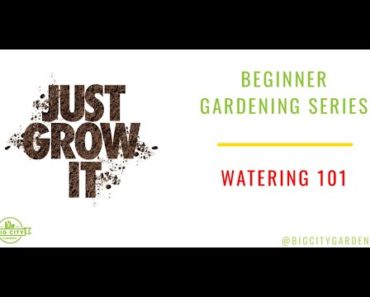 BGS – Beginner Gardening Series – Watering 101 | Just Grow It | Big City Gardener