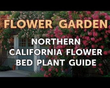 Northern California Flower Bed Plant Guide