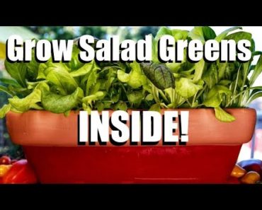 How to Grow Salad Greens INSIDE! // Indoor Garden Series #2