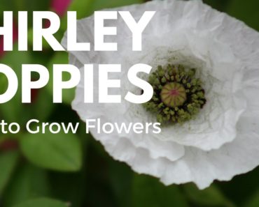 How to Grow Poppies from Seed – Growing Flowers for Beginners Series
