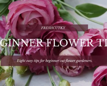8 Practical Tips for Beginner Cut Flower Farmers/Gardeners