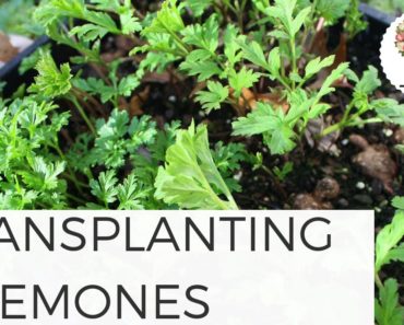 Transplanting Anemone Coronaria Growing Flowers Gardening for Beginners Cut Flower Farm freshcutky