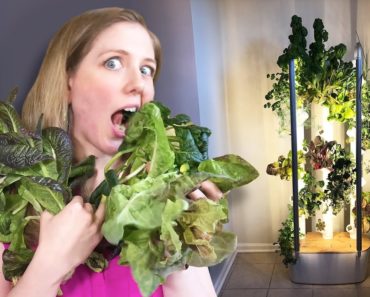 How I grew my own food with smart hydroponics
