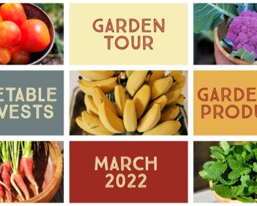 Vegetable & Fruit Harvests, Garden Tour, Vitality, Mars Hydro Giveaway, Gardening Tips & Tricks!