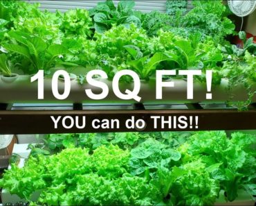 Home Hydroponic Farm: Hundreds of Pounds of Produce in 10 Sq Ft!