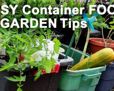 Set-up Fast Vegetable Garden Container Gardening/Raised Bed TOTES Growing Tons of Food Tomato Plants