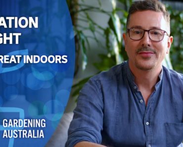 Location & Light | Indoor Plants And Balcony Gardens | Gardening Australia