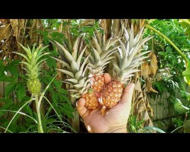 How To Grow Dwarf Pineapple Plant Indoors – Gardening Tips