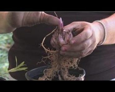 Flower Gardening : How to Grow Stargazer Lilies