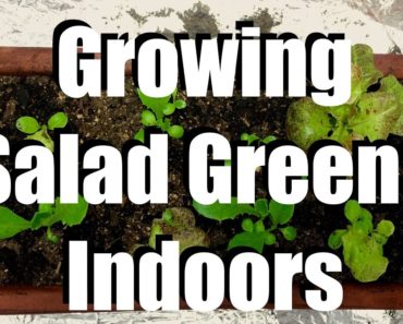 How to Grow Salad Greens Indoors & 2 Easy Indoor Grow Light Set Ups // Growing Your Indoor Garden #4