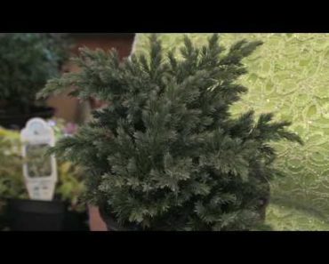 Flower Gardening Tips : How to Grow Juniper (Juniperus)