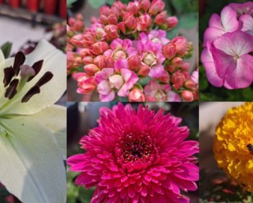 10 Best Winter Flowering Plants for Beginners || Fun Gardening