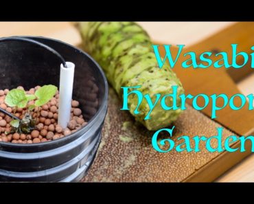 Wasabi Hydroponic Garden