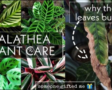 Calathea plant care tips | indoor plants | ഇലകൾ കരിഞ്ഞു പോകുന്നുണ്ടോ?