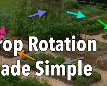 Crop Rotation Made Simple – Rotate Your Vegetable Beds for Healthier Produce