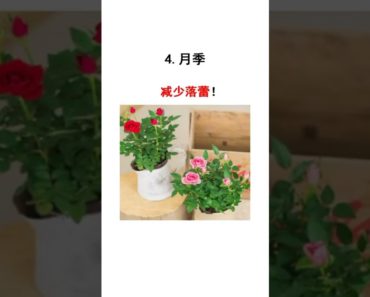 how to grow winter flowers / garden decoration #Shorts #Short #Growing_flowers | bh