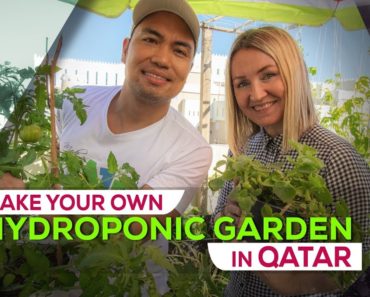 Hydroponic gardening in Qatar