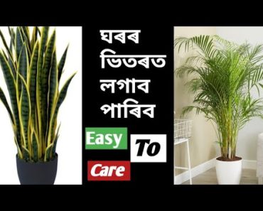Low Maintenance Indoor Plants For Beginners||Assam Gardening