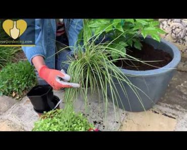 How to plant an Evergreen Planter. Container gardening for beginners.