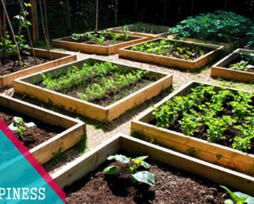 HAVE YOU LOOK THIS? 20+ Cheap Vegetable Garden Ideas that Will Save Your Money