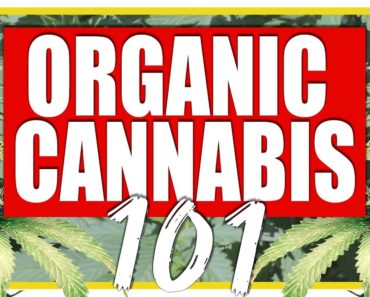Beginner's Guide to Growing Organic Cannabis