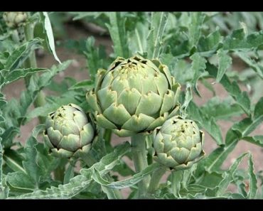 How to Grow Artichokes Start to Finish – Complete Growing Guide