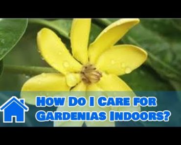 Indoor Gardening Tips : How Do I Care for Gardenias Indoors?