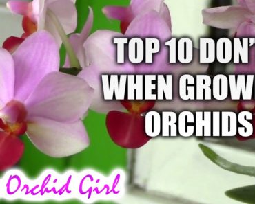Top 10 DON'Ts when Growing Orchids – tips for orchid beginners