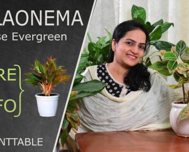 Aglaonema (Chinese Evergreen) Care & Info | Indoor Plants