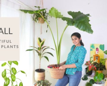 5 Tall & Beautiful Indoor Plants You can Grow this Season