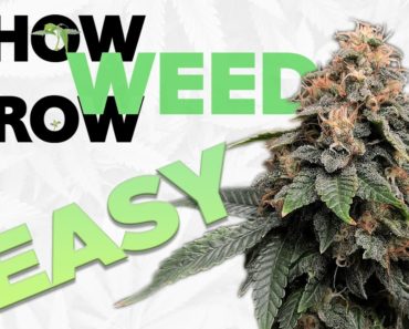 HOW TO GROW WEED – from Seed to Harvest – Complete Beginner’s Guide for New Indoor Marijuana Growers