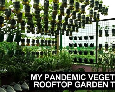 Tour Sa Aking Rooftop Garden I Vegetable Gardening