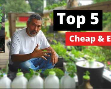 Top 5 things you need to start growing hydroponic plants.