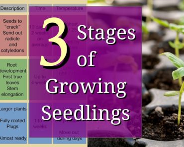 3 Stages of Growing Seedlings for Beginners