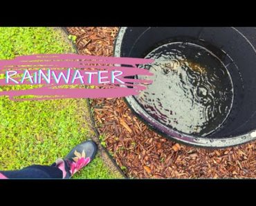 Rainwater Collection Tips for Beginner Gardeners