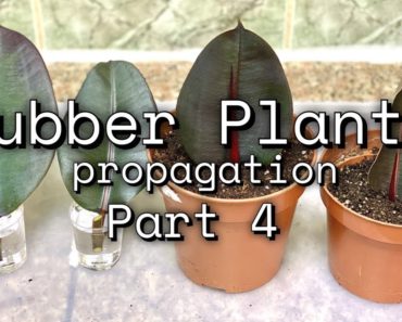 Rubber Plant or Ficus Elastica Care | Propagation | Indoor Plants