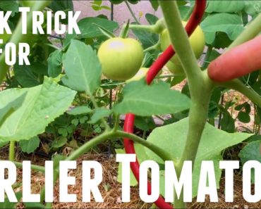 Harvest Tomatoes Earlier With This Trick | Vegetable Garden Growing Tips Best Way to Grow Tomatoes